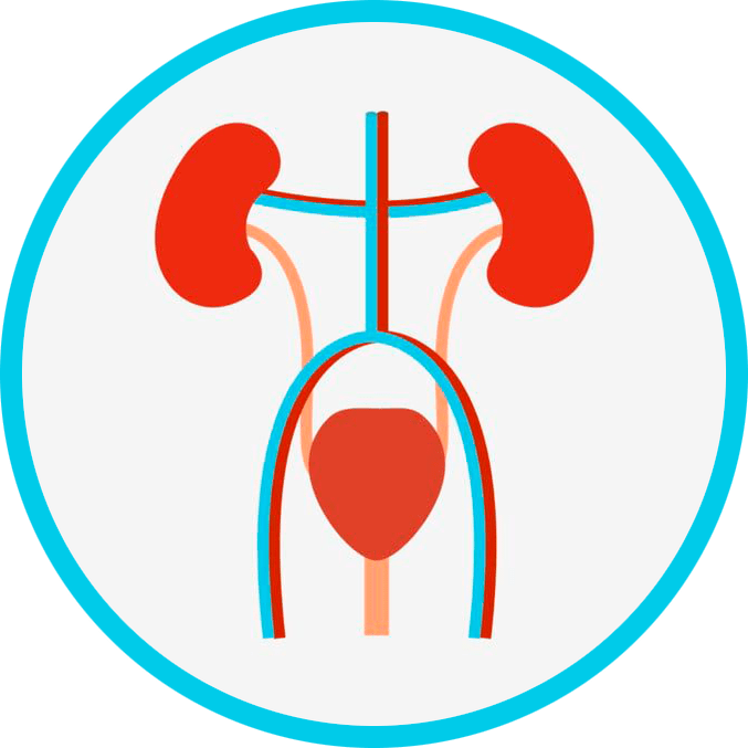 Anatomia do sistema geniturinário